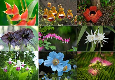 obscure flower names|27 of the Most Rare Flowers in the World .